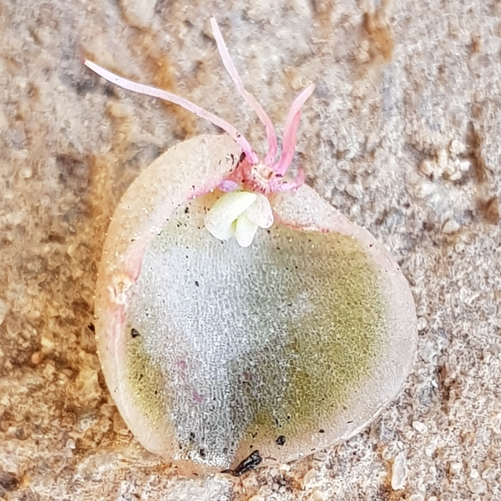 plant image 858882 plant image 858882