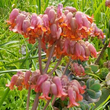 Kalanchoe Fedtschenkoi