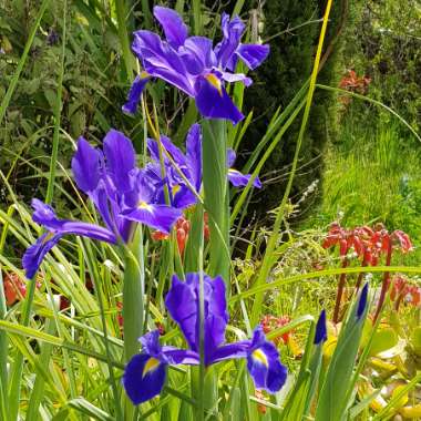 Iris x hollandica 'Blue Magic'