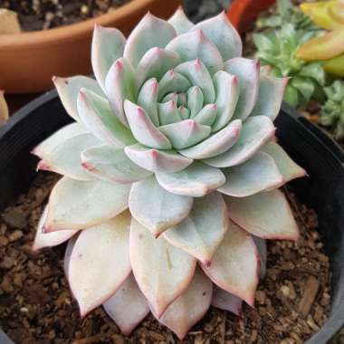 Echeveria Blue Bird