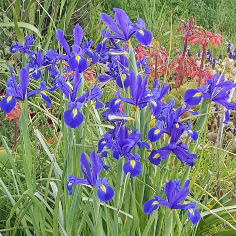 plant image 863832 plant image 863832