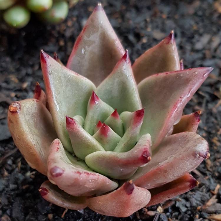 plant image 867782 plant image 867782