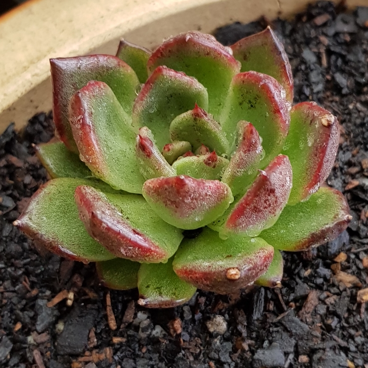 Plant image Echeveria Agavoides Blood Maria