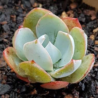 Echeveria Cante