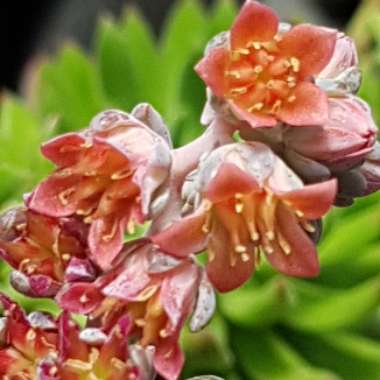 x Pachyveria Clavifolia