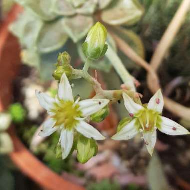 Graptopetalum Paraguayense subsp. Bernalense