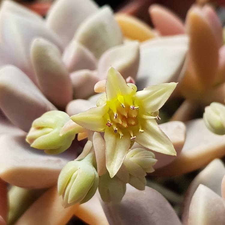 plant image 869553 plant image 869553