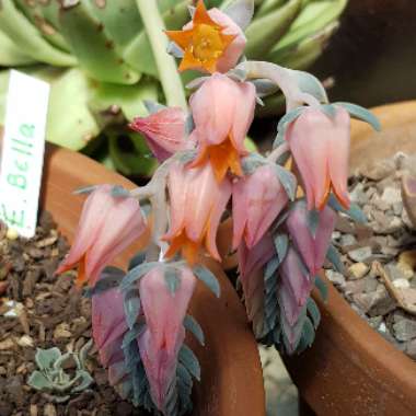 Echeveria Lilacina