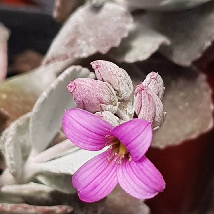 Plant image Kalanchoe Pumila