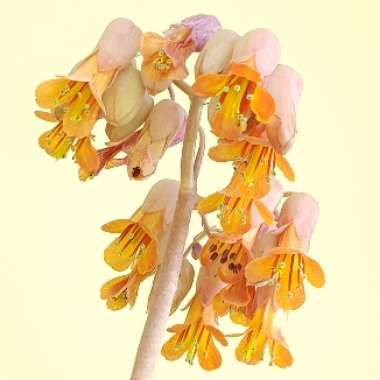 Kalanchoe Fedtschenkoi