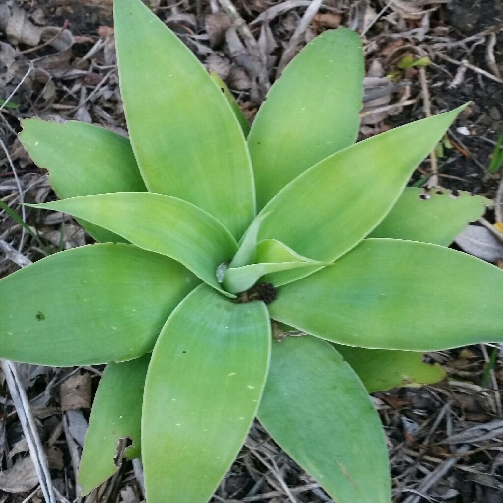 plant image 87047