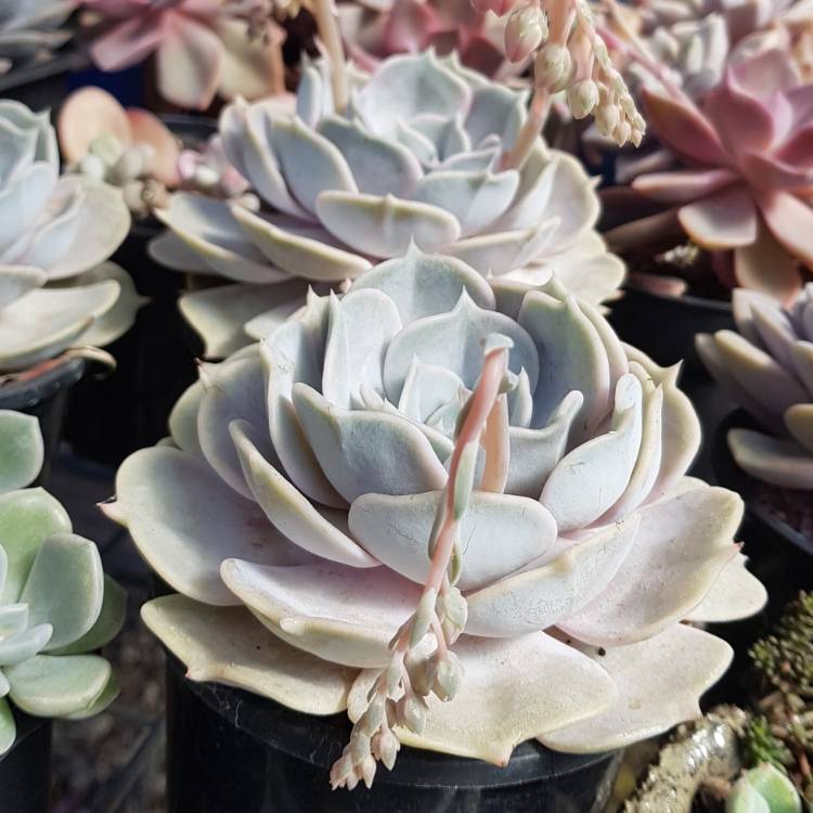 plant image 876388 plant image 876388
