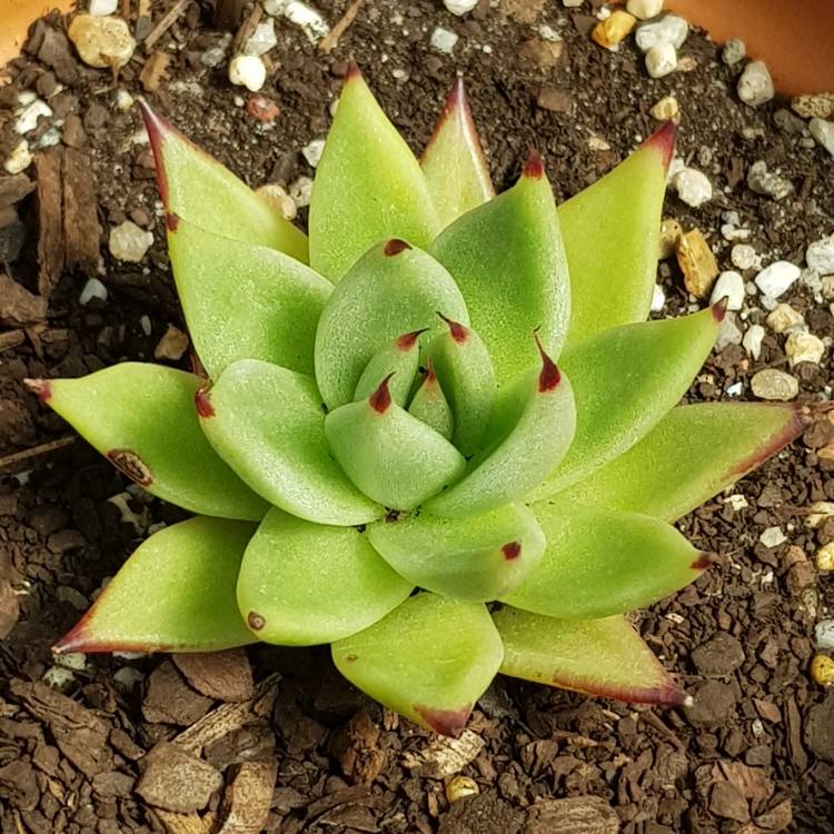 plant image 876401 plant image 876401