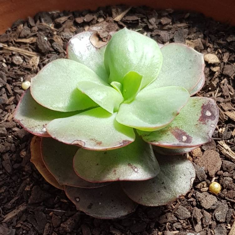 plant image 876404