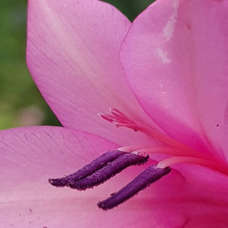 Plant image Watsonia borbonica