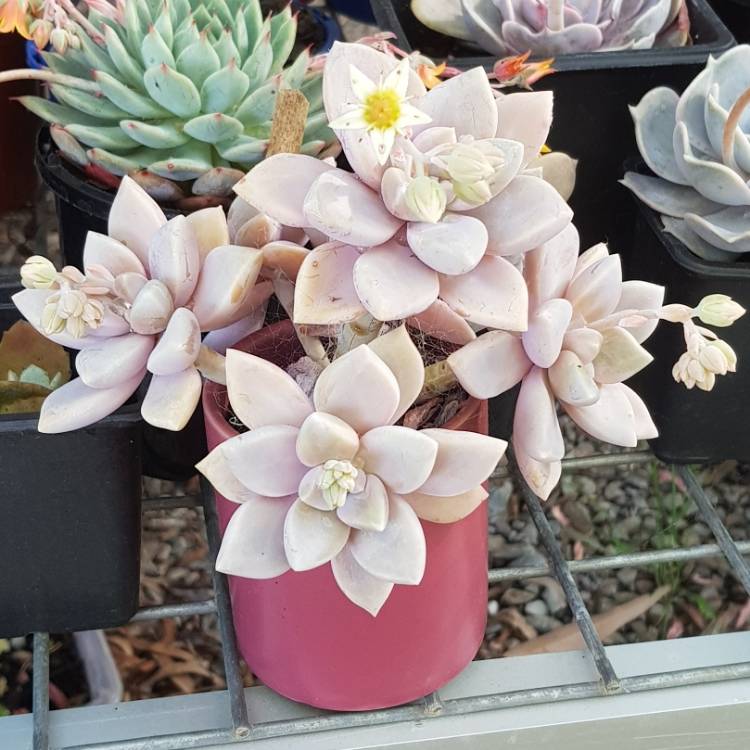 plant image 876789 plant image 876789