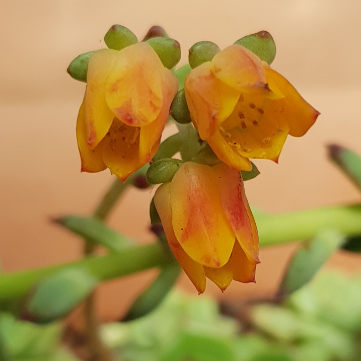 plant image 878335