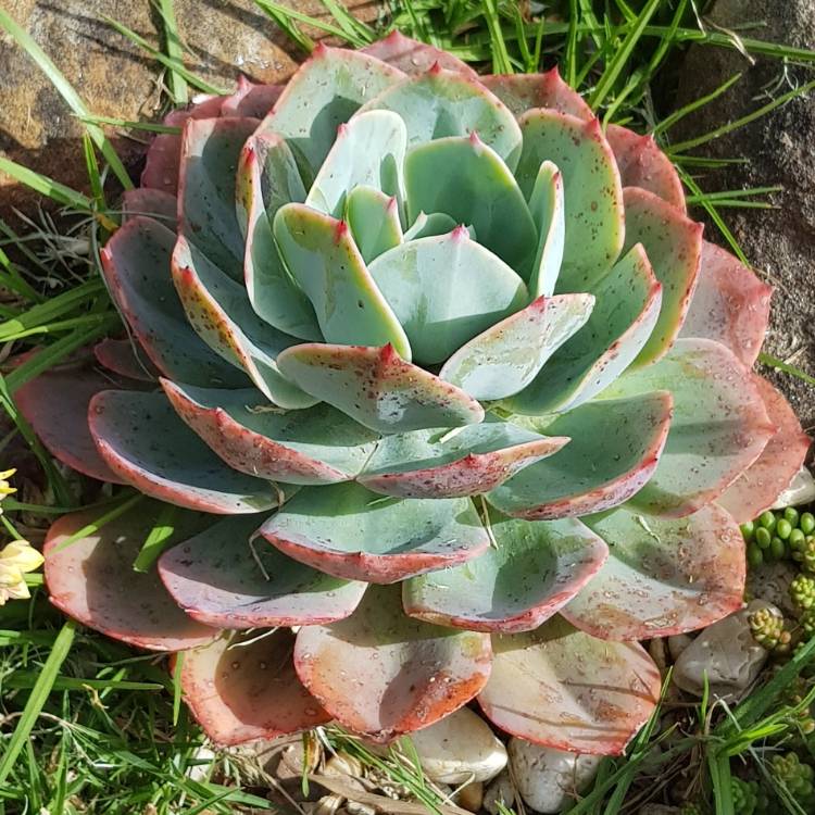 plant image 878359 plant image 878359