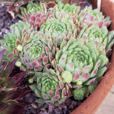 Sempervivum Pekinese