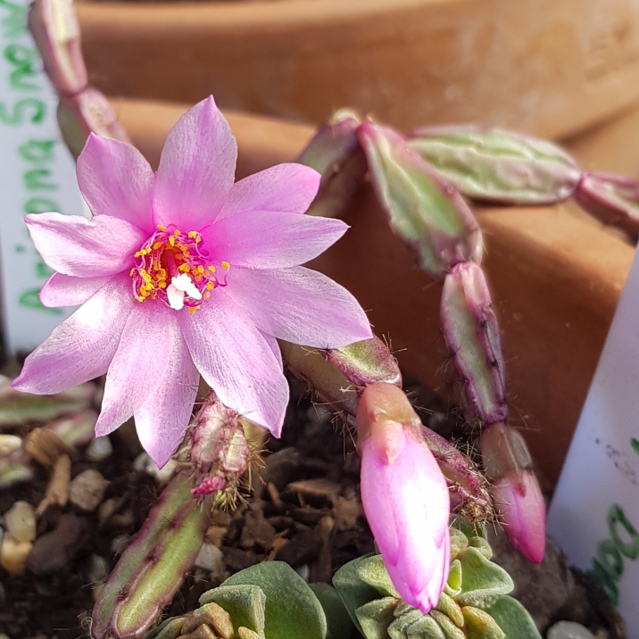 Plant image Hatiora Rosea