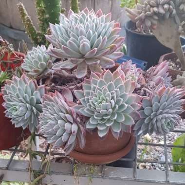 Echeveria Violet Queen