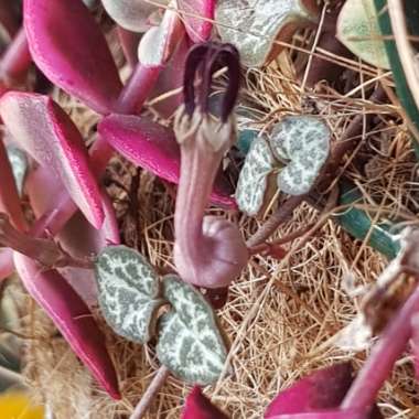 Ceropegia linearis subsp. Woodii