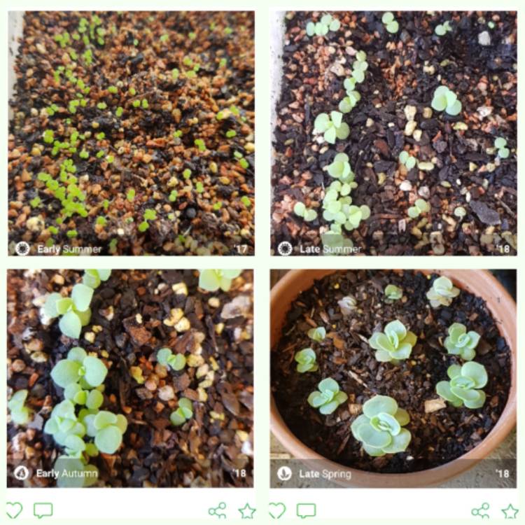 plant image 885520 plant image 885520