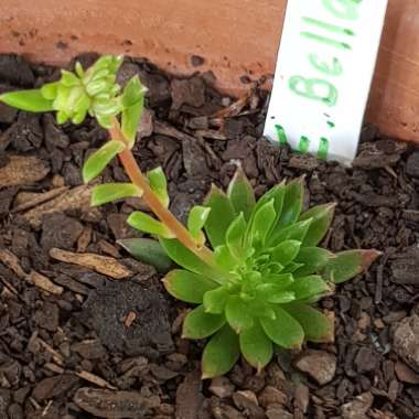 Echeveria Bella fa. Bella