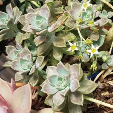 Graptopetalum Paraguayense subsp. Bernalense