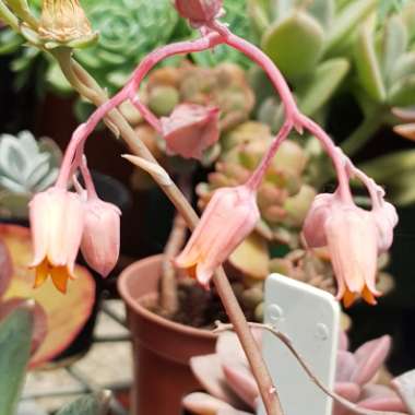 Echeveria Colorata