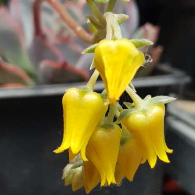 Echeveria Hercules