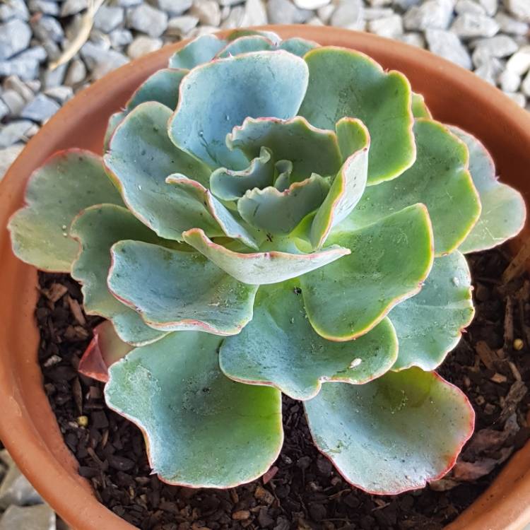 plant image 889822 plant image 889822