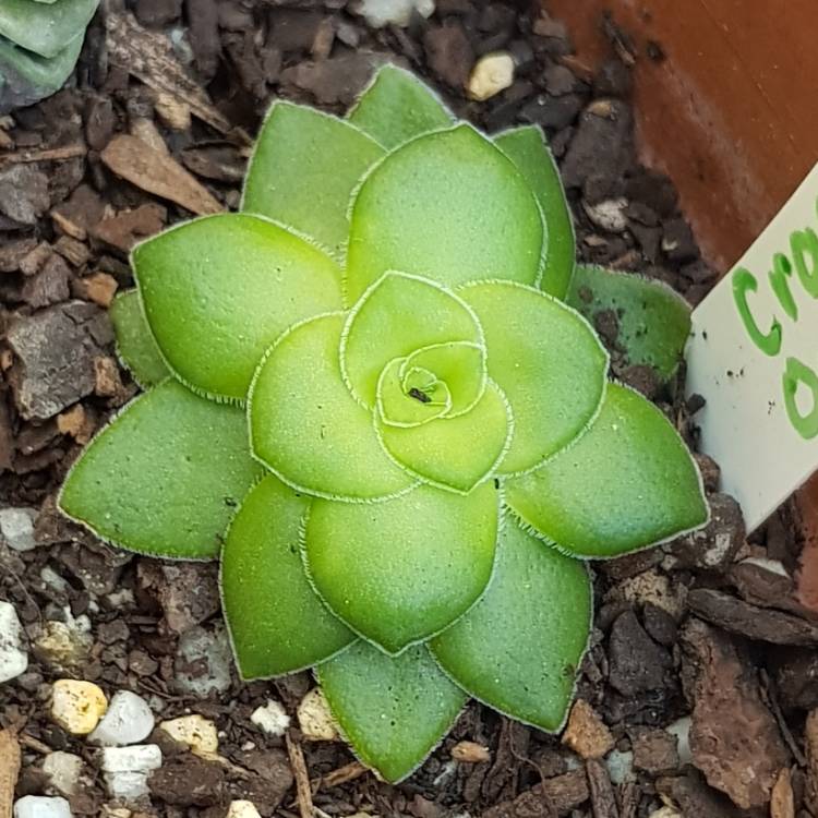Plant image Crassula 'Orbicularis'