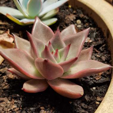 Echeveria Agavoides Romeo