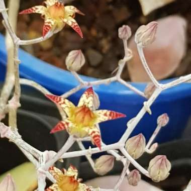Graptopetalum Superbum