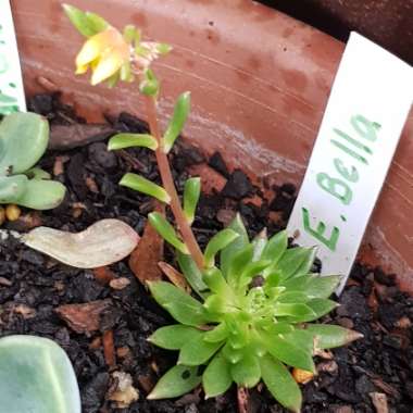 Echeveria Bella fa. Bella