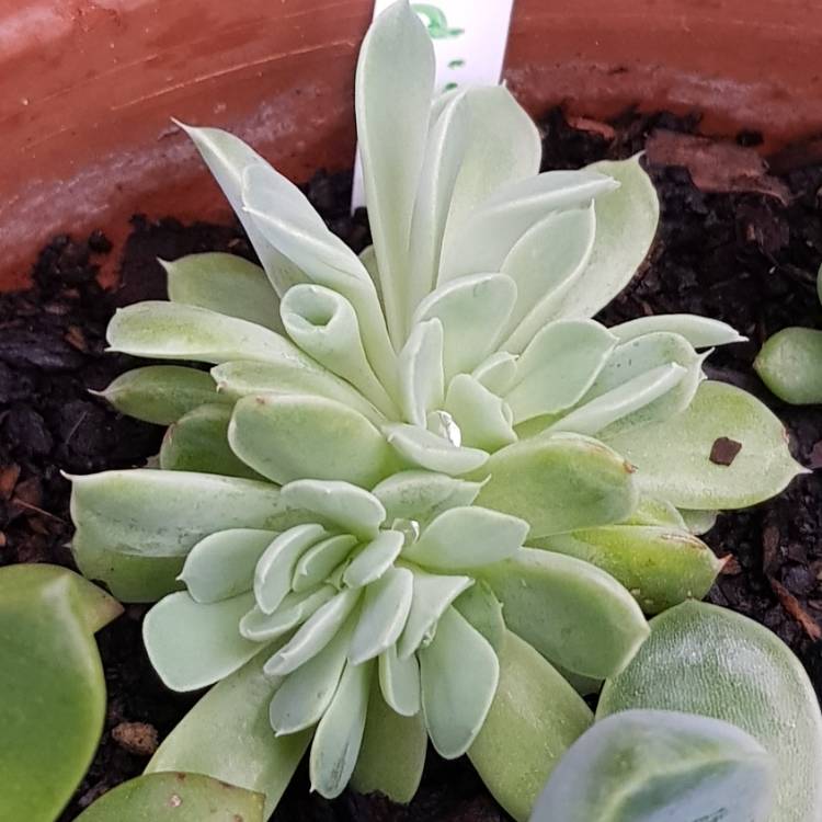 Plant image Echeveria Elegans Potosina