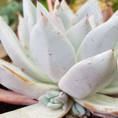 Echeveria Colorata