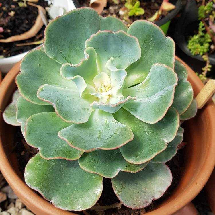 plant image 897483 plant image 897483