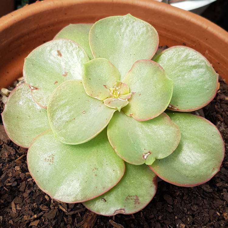 plant image 897490