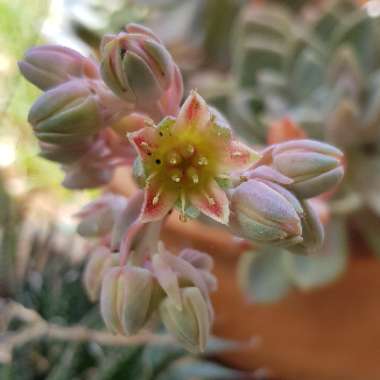 x Graptophytum 'Supreme'