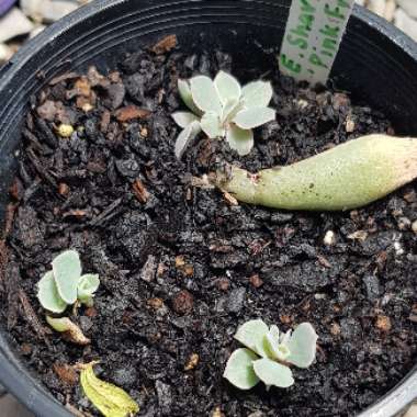 Echeveria Shaviana Pink Frills