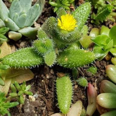 Delosperma echinatum syn. Delosperma pruinosum