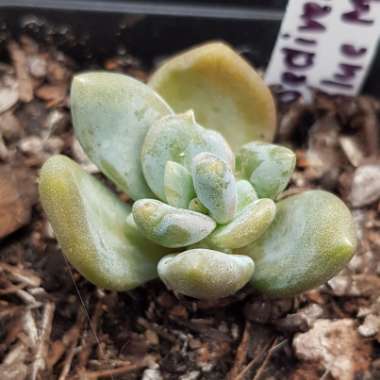 xSedeveria Blue Mist