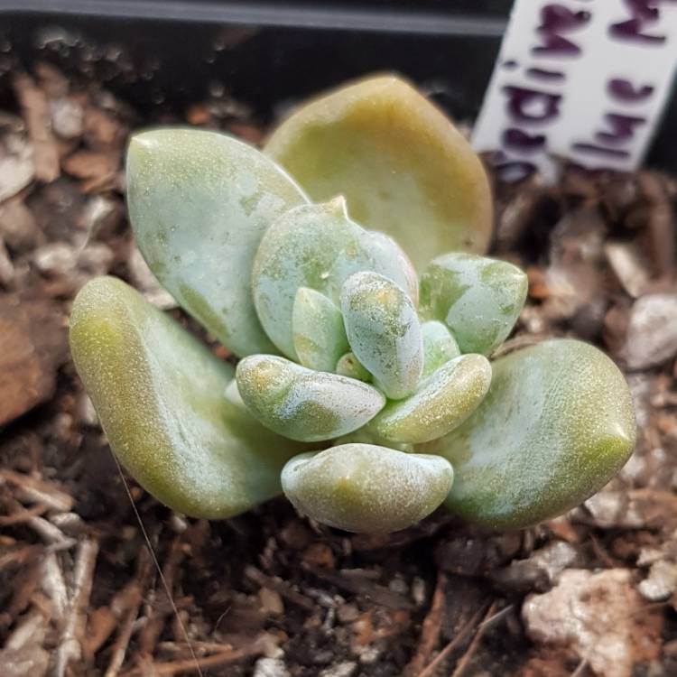 Plant image xSedeveria Blue Mist