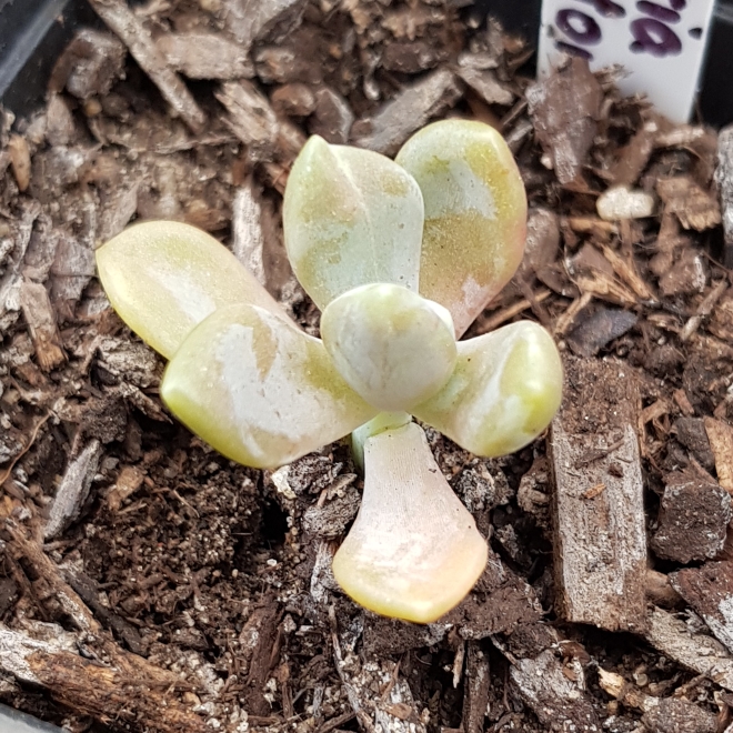 Plant image x Pachyveria Pachyphytoides