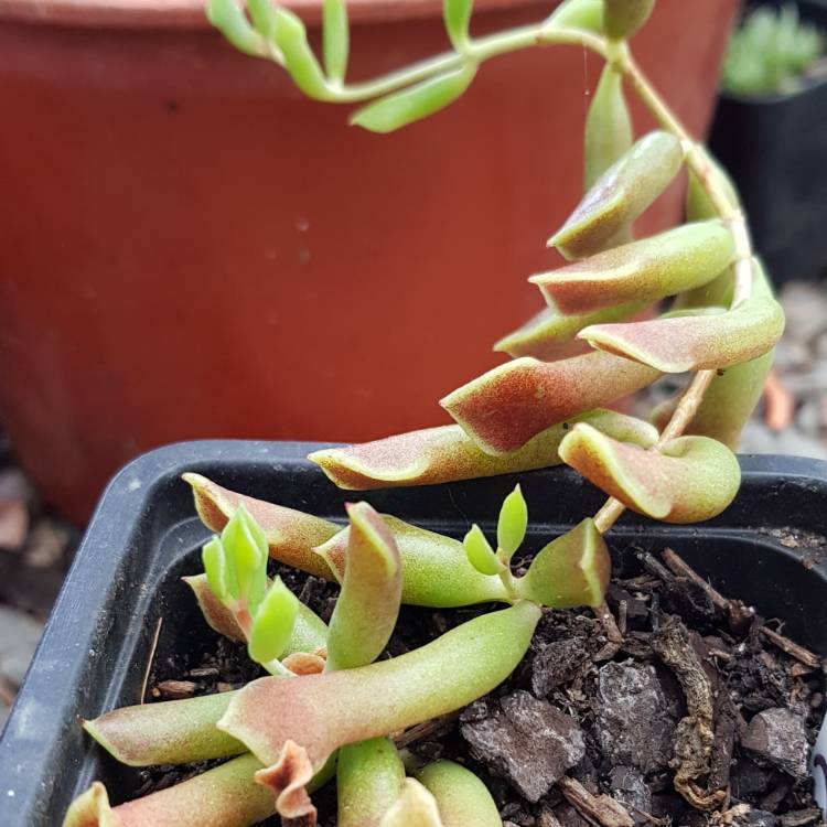 Plant image Cotyledon Papillaris