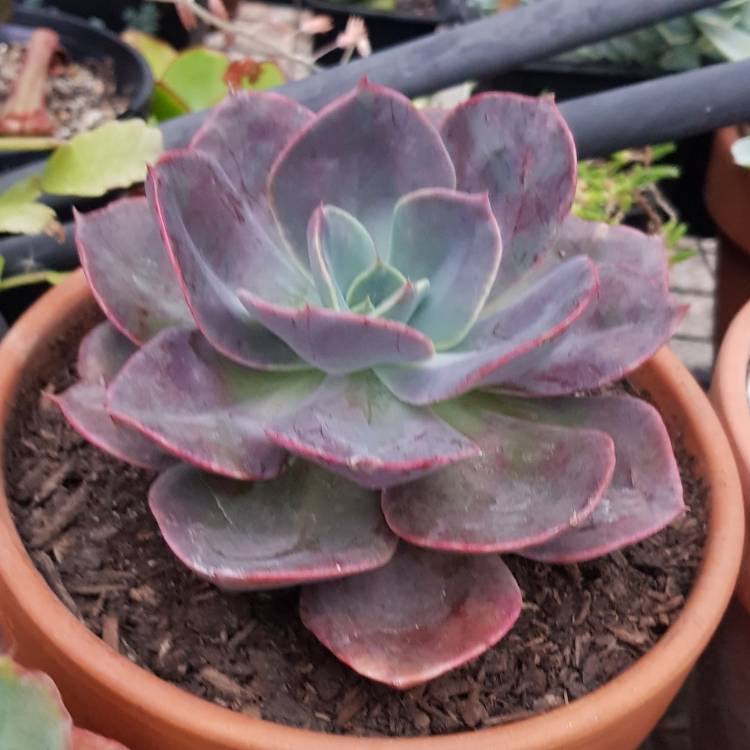 Plant image Echeveria Blue Metal