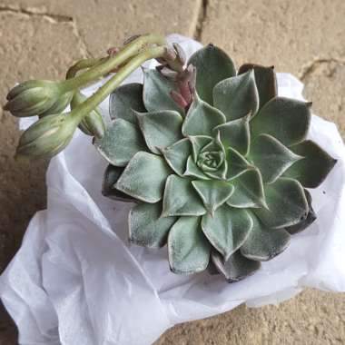 Tacitus Bellus syn.Graptopetalum Bellum