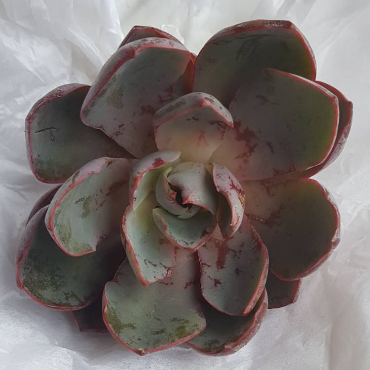 plant image 909222
